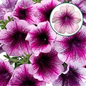 Afbeelding van Petunia P12 Rose Vein